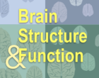 Brain Structure and Function cover