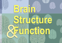 Brain Structure and Function cover