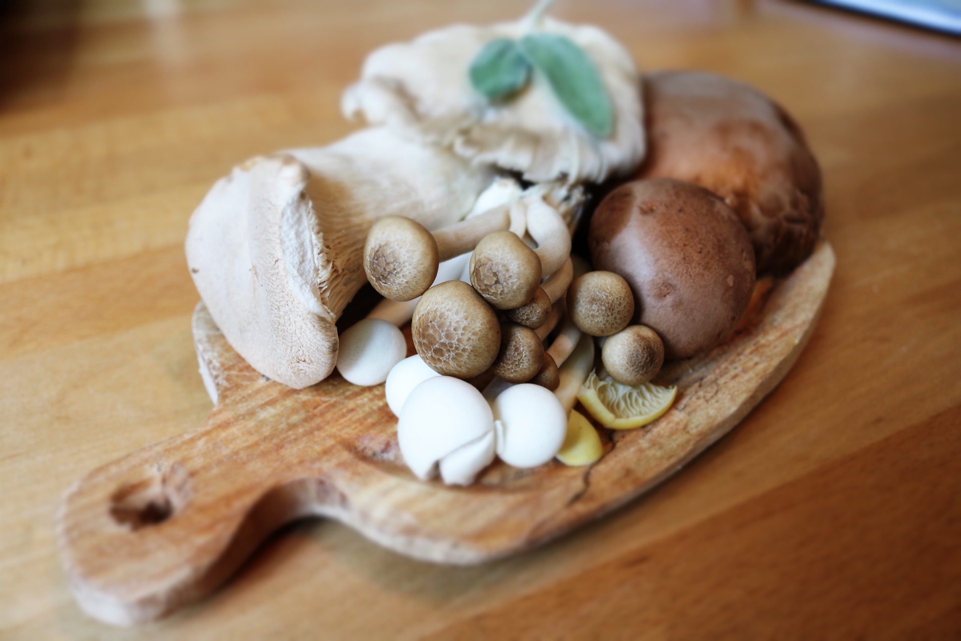 Mushroom meat substitutes: A brief patent overview - On Biology
