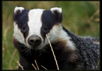 Badger By Killianwoods _Template_University Observer_ Public domain via Wikimedia Commons
