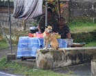 dog in Bali