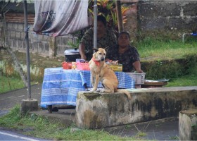 dog in Bali