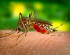 A deadly vector - the media has already pegged 2016 as 'the year of Zika'