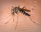 Climate experts and their work on the Zika outbreak