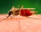What are the strategies to eliminate malaria?