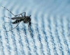 Could insufficient understanding of Zika create irrational fear?