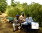 Checking blackflies for oncho parasites in the Mali/Senegal study