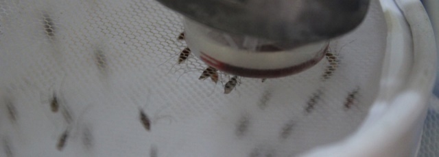 Mosquitos taking a bloodmeal on an artificial membrane feeder.