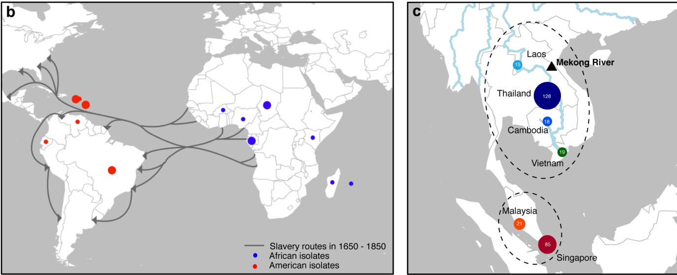 Transatlantic slave trade routes and sampling locations.