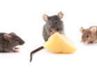 Three mice running towards a piece of cheese