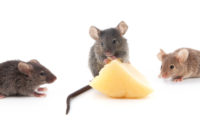 Three mice running towards a piece of cheese