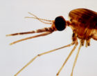 Head of malaria mosquito,Anopheles maculipennis