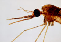 Head of malaria mosquito,Anopheles maculipennis