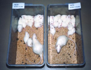 Rats image from BMC Cancer 2001, 1:18 doi:10.1186/1471-2407-1-18