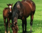 iStockphoto image of horse and foal