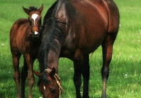 Horse and foal (cropped) from iStockphoto