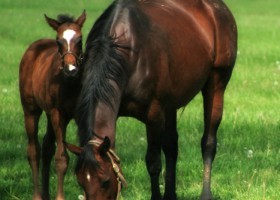 iStockphoto image of horse and foal