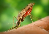 Anopheles mosquito – public domain CDC