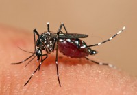 mosquito Aedes_aegypti_feeding CC Doc James