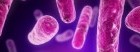 Generic-pink-bacteria-cropped-e1418906299578-150x52