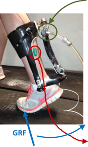 Illustration of the ankle exoskeleton. 