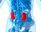 kidney crop