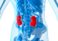 kidney crop