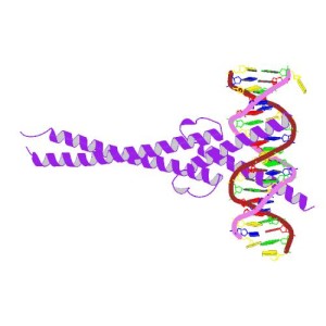 MYC (purple coils) bound to DNA.