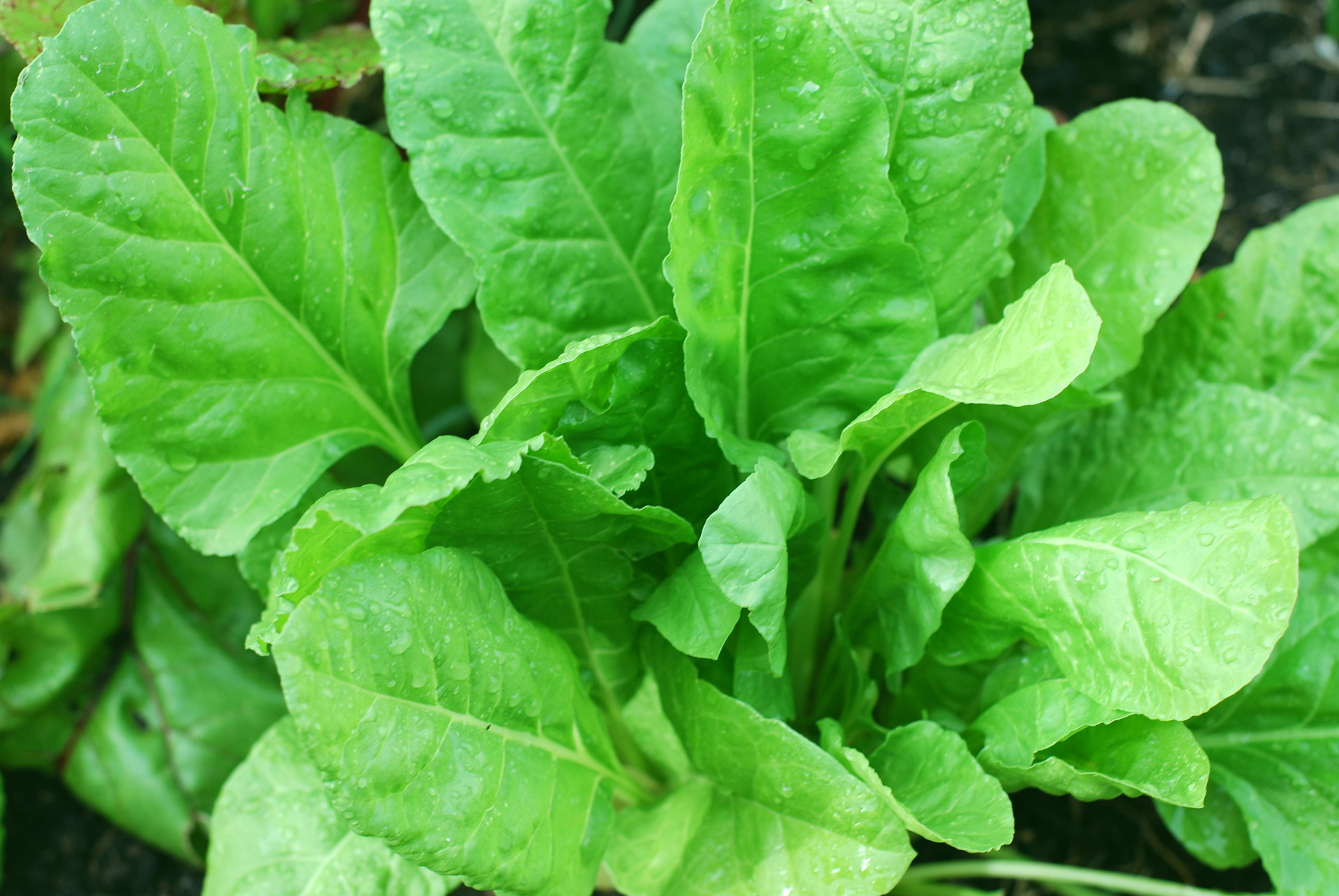 Шпинат Healthy-spinach-plant