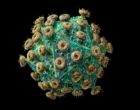 AIDS virus particle