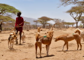 Maasai boy with dogs