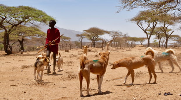 Menino Maasai com cachorros