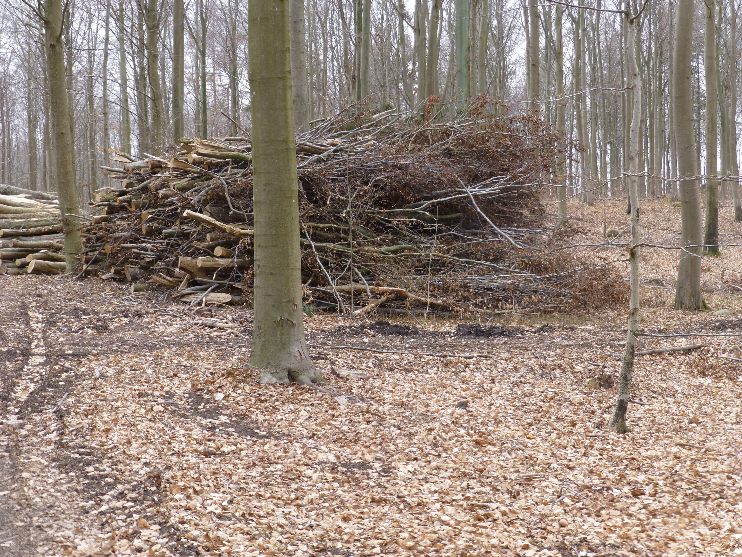 A pile of logs in the middle of a forest