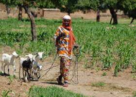 An African lady, with her face turned to the side facing the camera, in colourful head scarf and clothes walks her 4 black and white goats on a lead down a path in a village.