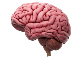 Medically accurate illustration of the brain